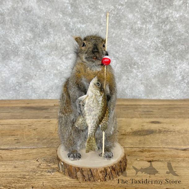 Fishing Squirrel Novelty Mount For Sale #28595 @ The Taxidermy Store