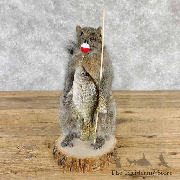 Fishing Squirrel Novelty Mount For Sale #28596 @ The Taxidermy Store