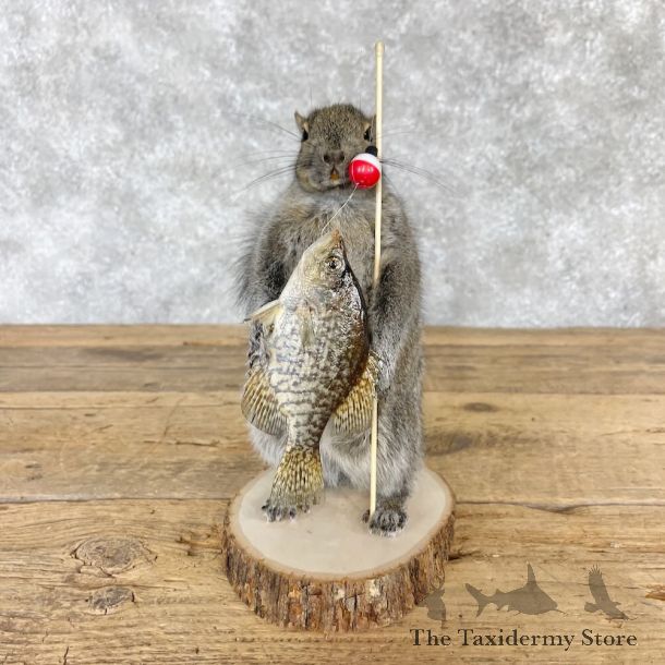Fishing Squirrel Novelty Mount For Sale #28597 @ The Taxidermy Store