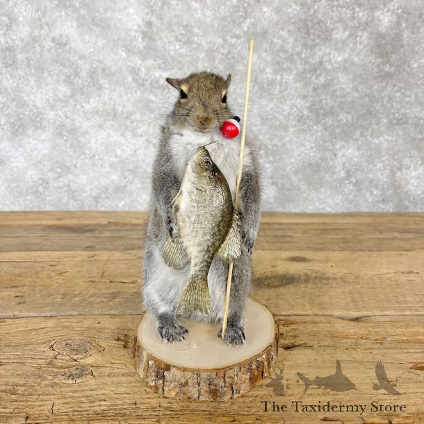 Fishing Squirrel Novelty Mount For Sale #28598 @ The Taxidermy Store