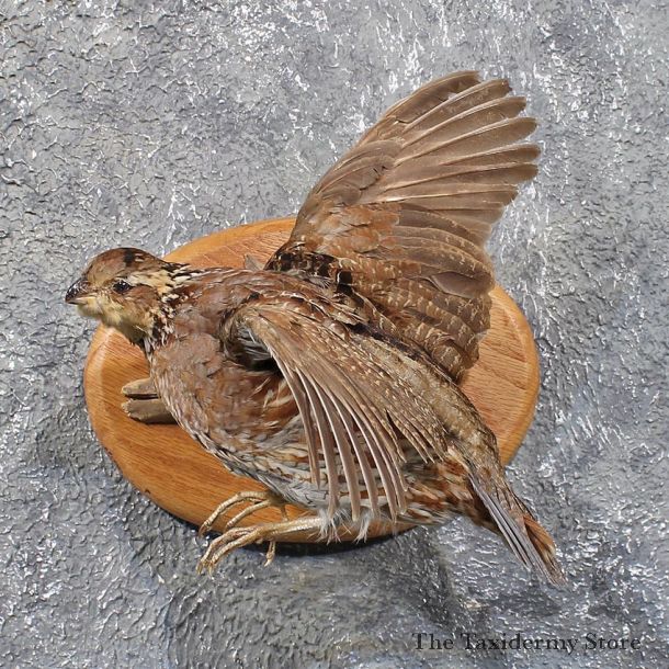 Flying Bobwhite Quail Mount #11836 For Sale @ The Taxidermy Store