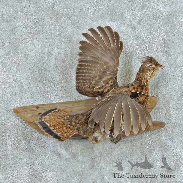 Flying Ruffed Grouse Life Size Mount #13662 For Sale @ The Taxidermy Store
