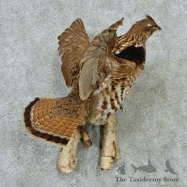 Flying Ruffed Grouse Mount #13204 For Sale @ The Taxidermy Store