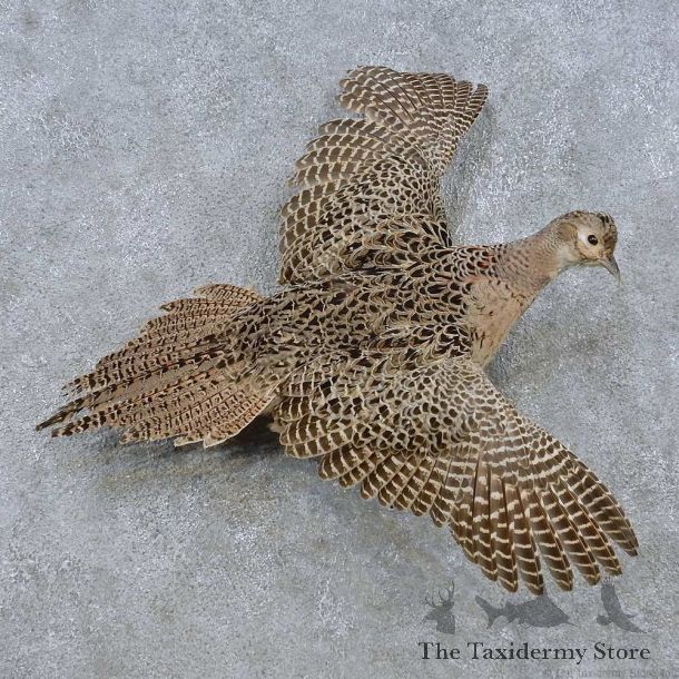 Flying Hen Pheasant Mount For Sale #15048 @ The Taxidermy Store