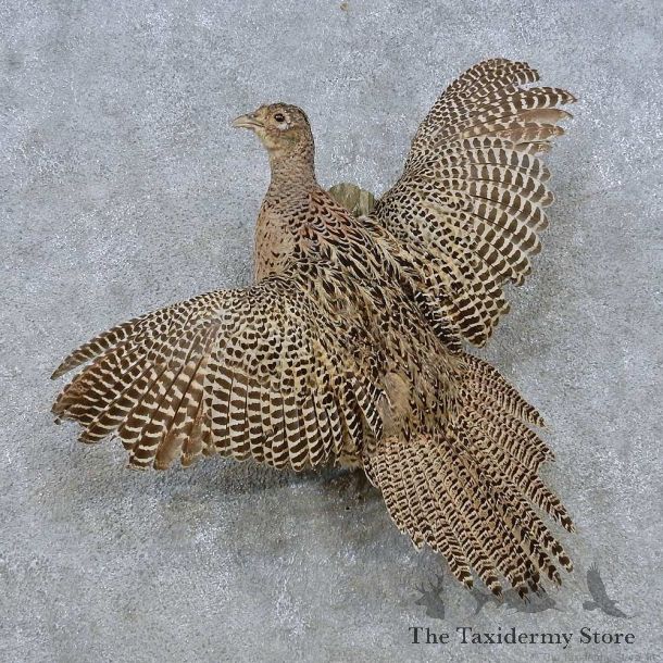 Flying Hen Pheasant Mount For Sale #15049 @ The Taxidermy Store