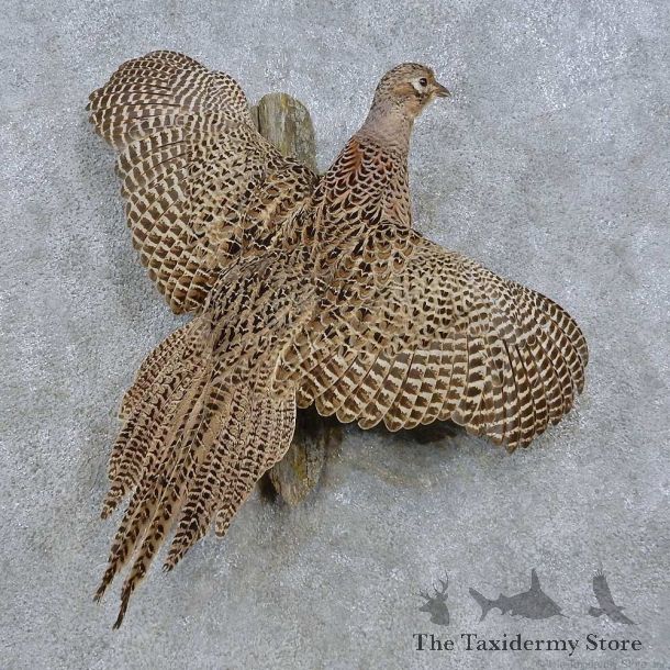 Flying Hen Pheasant Mount For Sale #15050 @ The Taxidermy Store