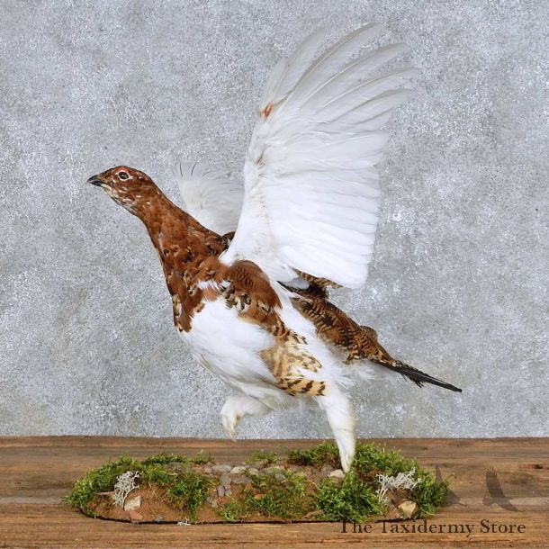 Standing Willow Ptarmigan Mount For Sale #14154 @ The Taxidermy Store