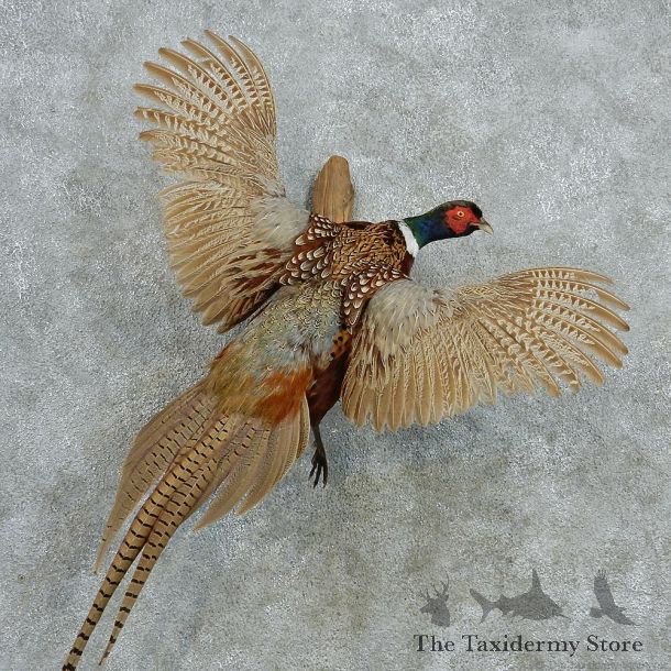 Ringneck Pheasant Life Size Taxidermy Mount #13002 For Sale @ The Taxidermy Store
