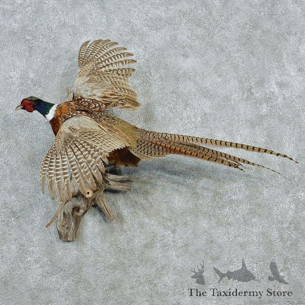 Ringneck Pheasant Taxidermy Bird Mount #12659 For Sale @ The Taxidermy Store