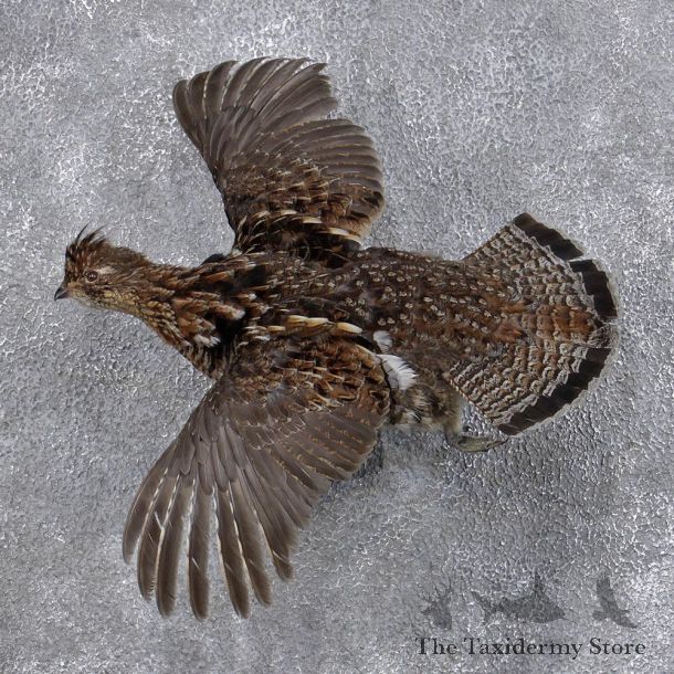 Flying Ruffed Grouse Mount #12383 For Sale @ The Taxidermy Store