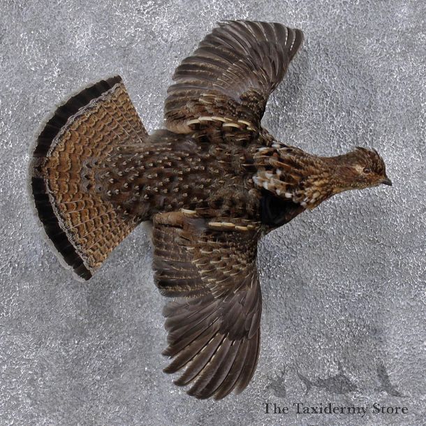Flying Ruffed Grouse Mount #12384 For Sale @ The Taxidermy Store