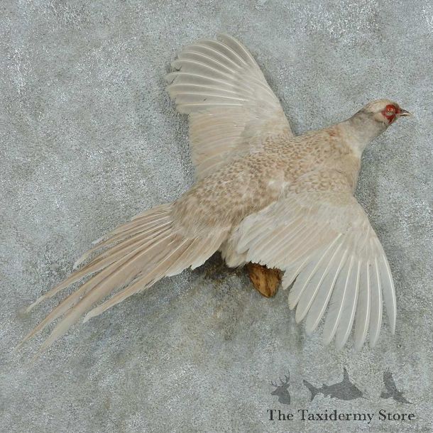 Flying White Pheasant Life-Size Mount #13656 For Sale @ The Taxidermy Store