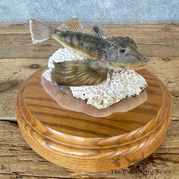 Flying Gurnard Fish Mount For Sale #24726 @ The Taxidermy Store