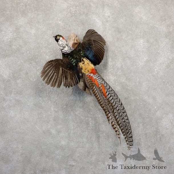 Flying Lady Amherst Pheasant Taxidermy #18918 For Sale @ The Taxidermy Store