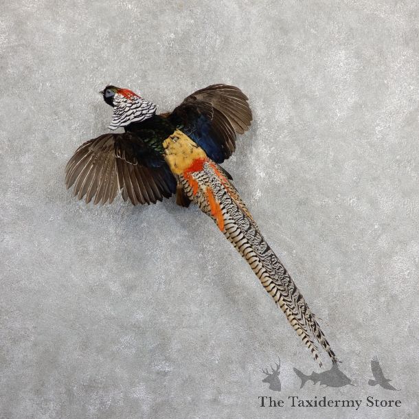 Flying Lady Amherst Pheasant Taxidermy #19646 For Sale @ The Taxidermy Store