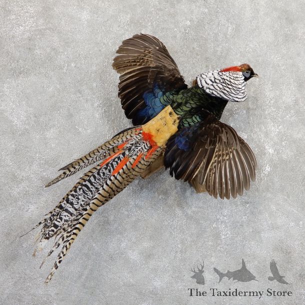 Flying Lady Amherst Pheasant Taxidermy #19648 For Sale @ The Taxidermy Store