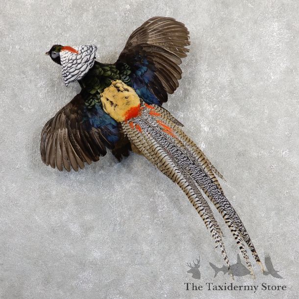 Flying Lady Amherst Pheasant Taxidermy #19649 For Sale @ The Taxidermy Store