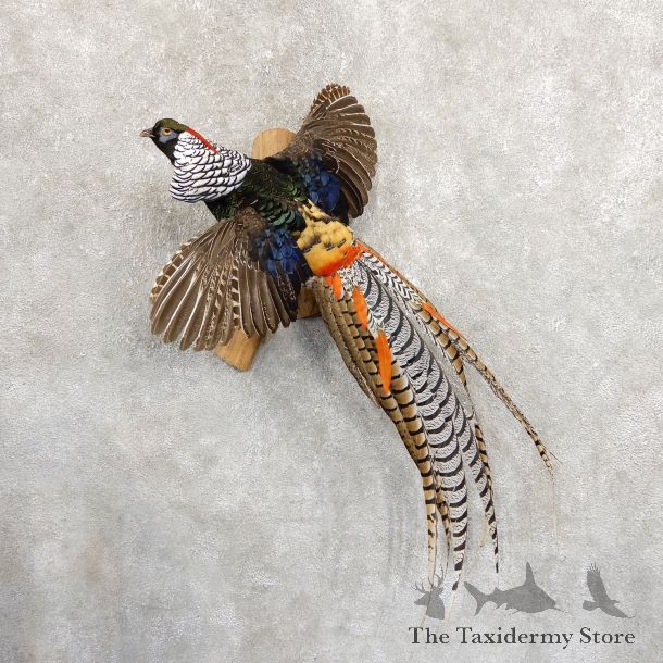 Flying Lady Amherst Pheasant Taxidermy #19718 For Sale @ The Taxidermy Store