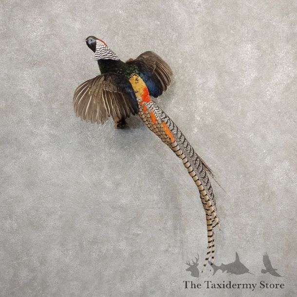 Flying Lady Amherst Pheasant Taxidermy #20795 For Sale @ The Taxidermy Store