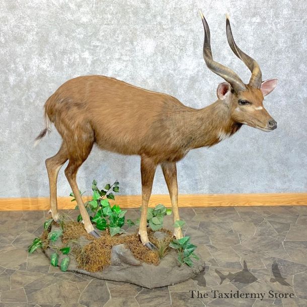 Forest Sitatunga Life-Size Taxidermy Mount #23635 For Sale @ The Taxidermy Store