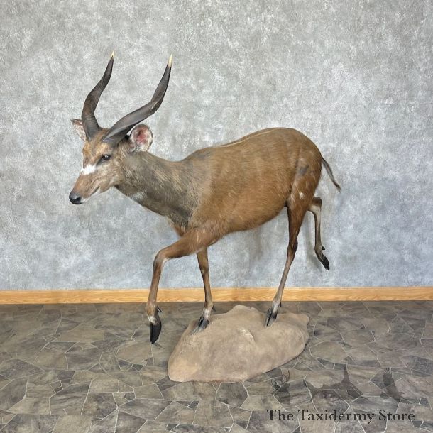 Forest Sitatunga Life-Size Taxidermy Mount #25370 For Sale @ The Taxidermy Store