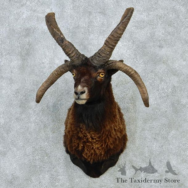 Four-Horn Goat Shoulder Taxidermy Head Mount #12845 For Sale @ The Taxidermy Store