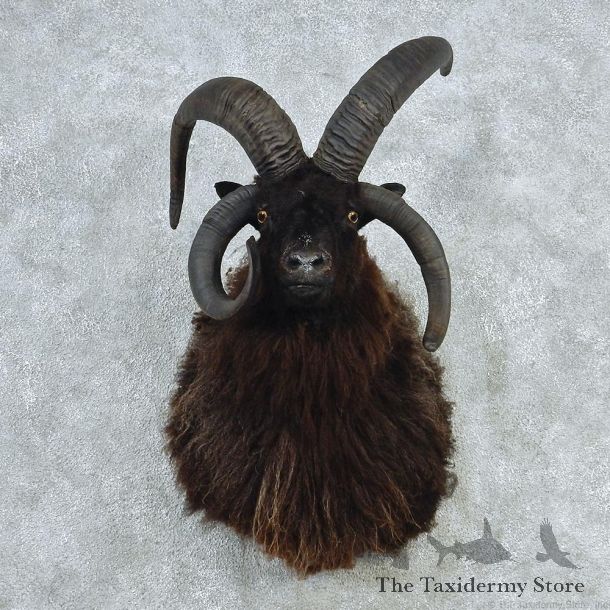 Jacobs Four Horn Sheep Corsican Ram #12718 For Sale @ The Taxidermy Store