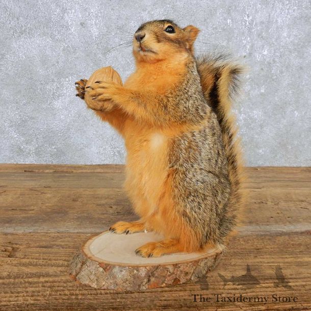 Fox Squirrel Mount For Sale #14867 @ The Taxidermy Store