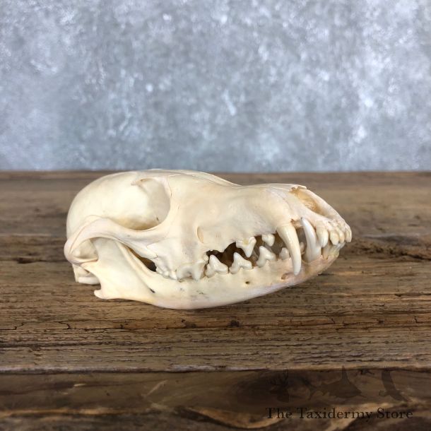 Fox Full Skull Mount For Sale #19839 @ The Taxidermy Store