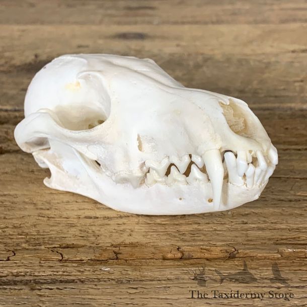 Fox Full Skull Mount For Sale #22254 @ The Taxidermy Store