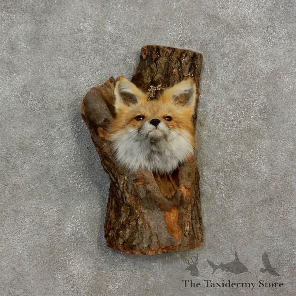Red Fox in a Log Head Mount For Sale #17180 @ The Taxidermy Store