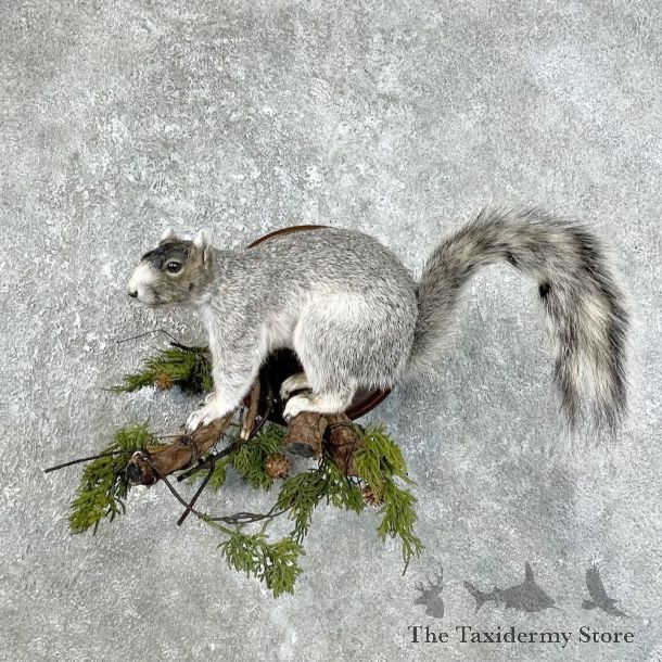 Fox Squirrel Taxidermy Mount For Sale #25822 @ The Taxidermy Store