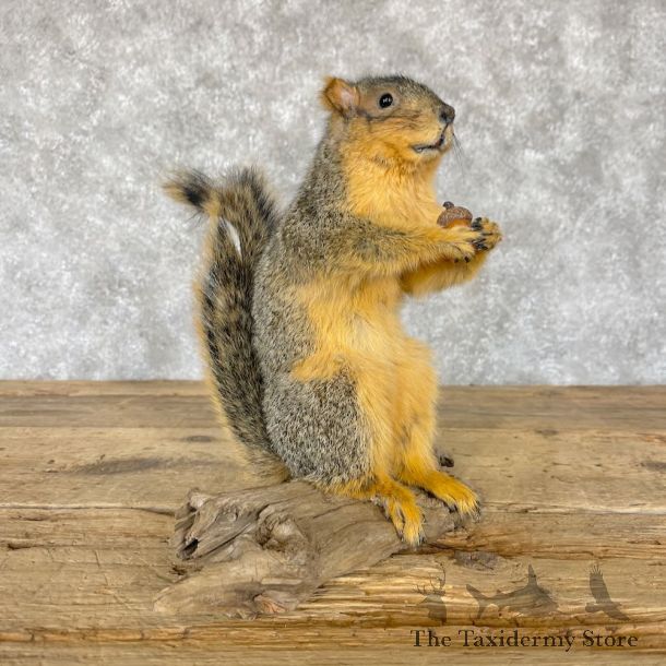 Fox Squirrel Life Size Mount For Sale #28223 @ The Taxidermy Store