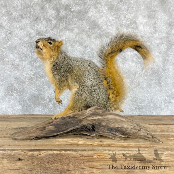 Fox Squirrel Life Size Mount For Sale #28224 @ The Taxidermy Store
