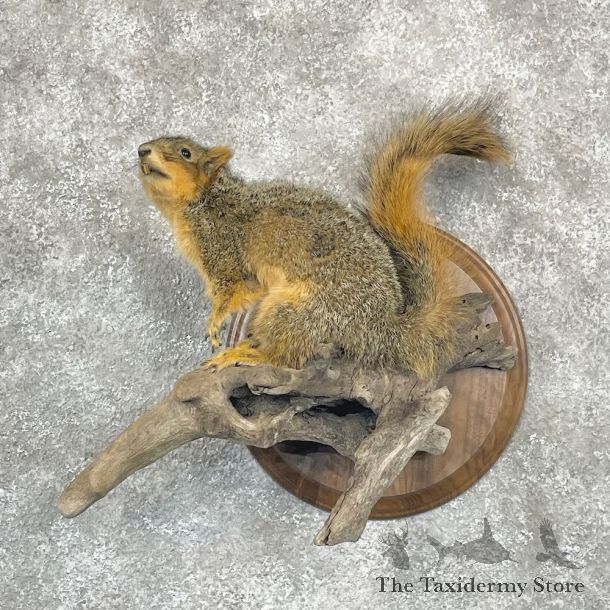 Fox Squirrel Life Size Mount For Sale #28260 @ The Taxidermy Store