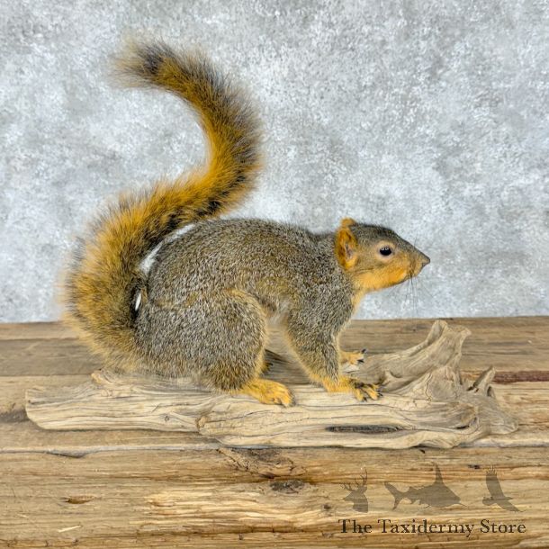 Fox Squirrel Life Size Mount For Sale #29265 @ The Taxidermy Store