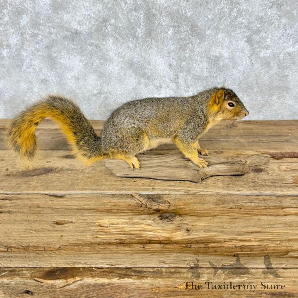 Fox Squirrel Life Size Mount For Sale #29271 @ The Taxidermy Store