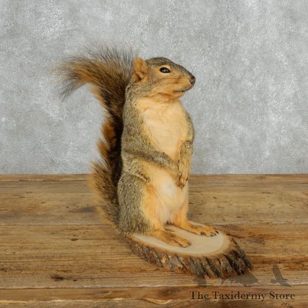 Fox Squirrel Mount For Sale #18167 @ The Taxidermy Store