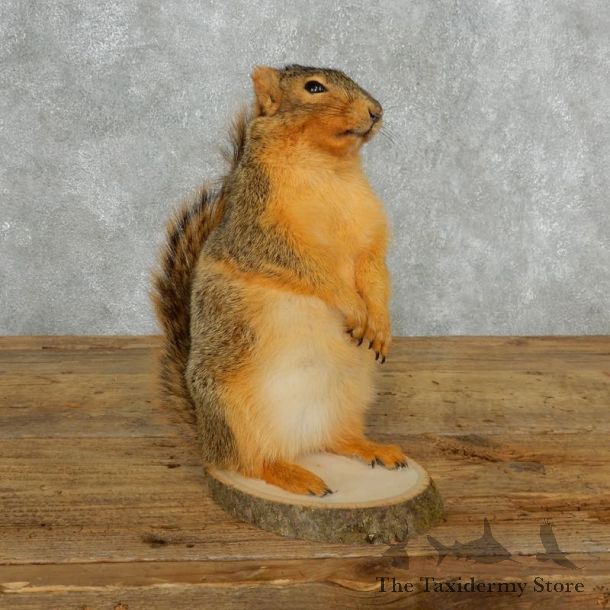 Fox Squirrel Mount For Sale #18168 @ The Taxidermy Store