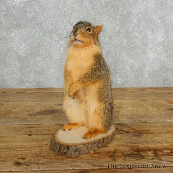 Fox Squirrel Mount For Sale #18169 @ The Taxidermy Store
