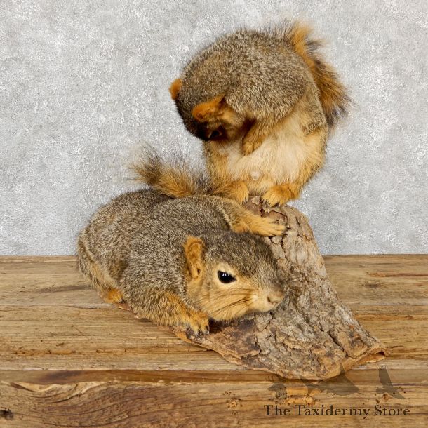 Fox Squirrel Mount For Sale #19399 @ The Taxidermy Store