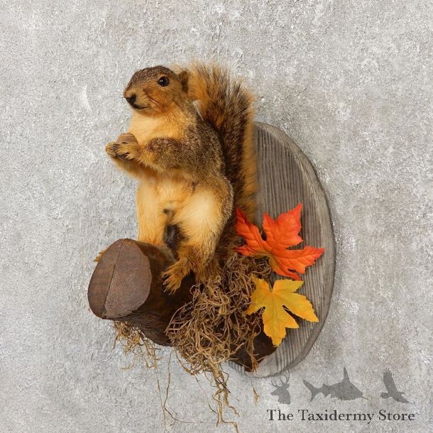 Fox Squirrel Mount For Sale #20137 @ The Taxidermy Store