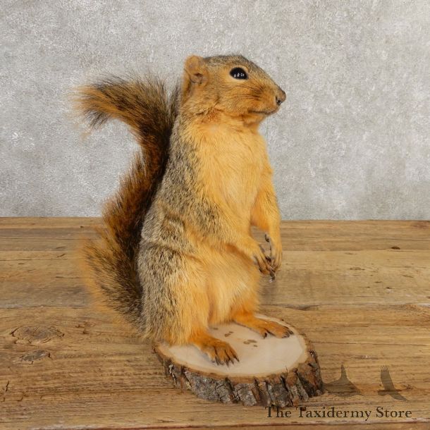 Fox Squirrel Mount For Sale #20738 @ The Taxidermy Store