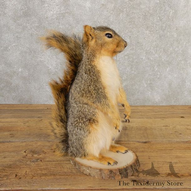 Fox Squirrel Mount For Sale #20739 @ The Taxidermy Store