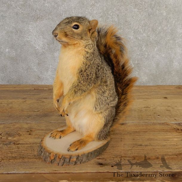 Fox Squirrel Mount For Sale #20742 @ The Taxidermy Store