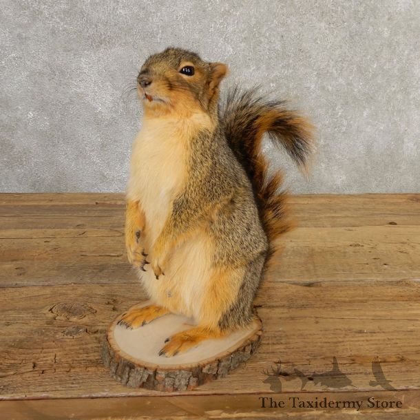 Fox Squirrel Mount For Sale #20743 @ The Taxidermy Store