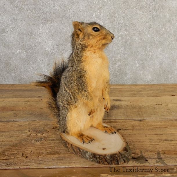 Fox Squirrel Mount For Sale #20744 @ The Taxidermy Store