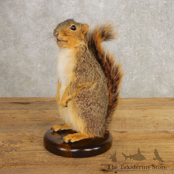 Fox Squirrel Mount For Sale #21245 @ The Taxidermy Store