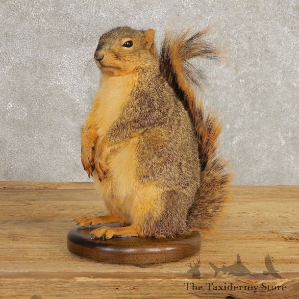 Fox Squirrel Mount For Sale #21246 @ The Taxidermy Store