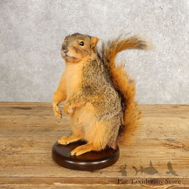 Fox Squirrel Mount For Sale #21248 @ The Taxidermy Store